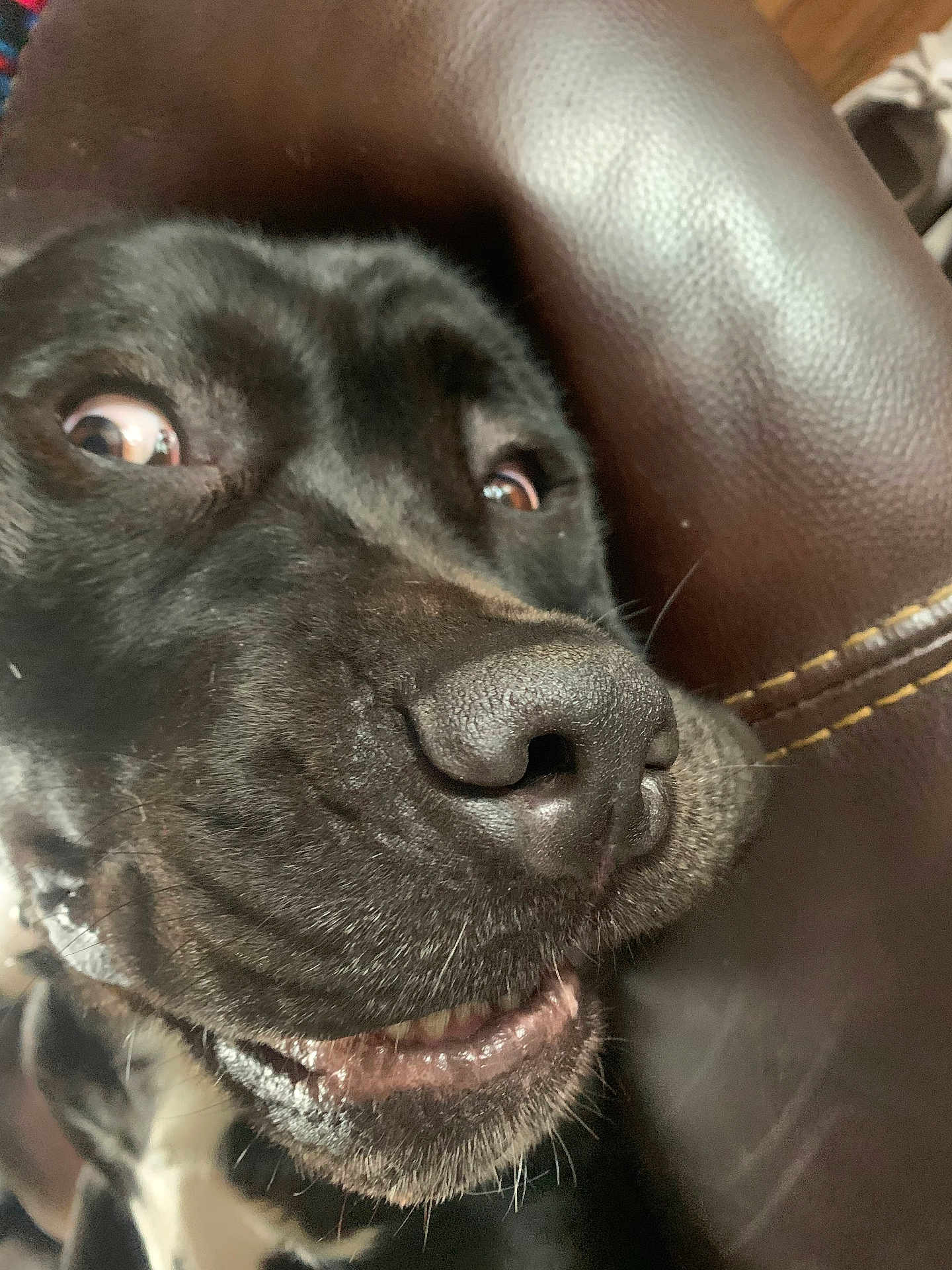 Toby