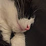 Moshi participe au concours pour gagner de l'argent avec cette photo : cat, sleeping, close_up, black_and_white, fur, whiskers, pink_nose, pet, animal, relaxed, cute, domestic_cat, indoor, resting, soft, portrait, feline, cozy, nap, quiet