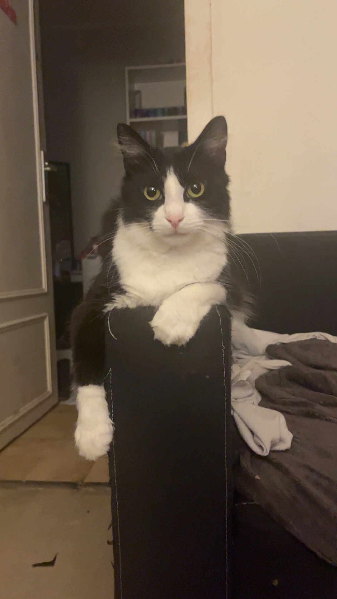 Moshi a rejoint le concours — aidez-le/la à gagner de superbes lots ! cat, black_and_white, pet, indoor, furniture, couch, paw, curious, animal, mammal, feline, looking, home, cozy, relaxed, domestic, whiskers, sitting, living_room, fur