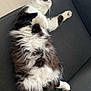 Moshi participe au concours pour gagner de l'argent avec cette photo : cat, fluffy, black_and_white, relaxed, lying_down, couch, indoor, pet, feline, soft_fur, whiskers, paw, sleepy, cozy, resting, domestic_animal, animal, fur, cute, lazy
