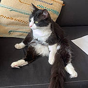 Moshi a rejoint le concours — aidez-le/la à gagner de superbes lots ! cat, black_and_white, fluffy, couch, pillow, scissors, indoor, relaxed, pet, fur, whiskers, seated, animal, cozy, domestic, feline, soft, cute, home, resting