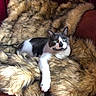 cat, feline, fur, blanket, couch, red_couch, luxury, relaxing, indoor, pet, animal, resting, cozy, soft_texture, white_and_black_cat, green_eyes, comfort, domestic_animal, home, furry