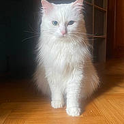 Blanche participe au concours pour gagner de l'argent avec cette photo : cat, white_cat, fluffy, long_hair, heterochromia, green_eye, blue_eye, pet, indoor, wooden_floor, sitting, feline, animal, cute, domestic_cat, whiskers, ears, portrait, calm, soft_light