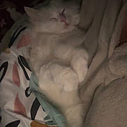 Blanche a rejoint le concours — aidez-le/la à gagner de superbes lots ! animal, bed, blanket, cat, comfort, cozy, cute, domestic_cat, fur, indoor, nap, paws, peaceful, pet, quiet, relaxed, resting, sleeping, soft, white_cat
