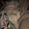 animal, bed, blanket, cat, comfort, cozy, cute, domestic_cat, fur, indoor, nap, paws, peaceful, pet, quiet, relaxed, resting, sleeping, soft, white_cat