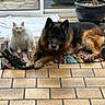 Blanche participe au concours pour gagner de l'argent avec cette photo : animal, calm, cat, companions, cute, dog, domestic_animals, floor, fluffy_cat, furry, german_shepherd, glass_door, indoor, pet, potted_plant, relaxing, resting, rug, tiled_floor, white_cat