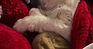 Blanche participe au concours pour gagner de l'argent avec cette photo : animal, blanket, cat, comfort, cozy, cute, domestic_animal, fur, furry, indoor, pet, plush_toy, red_blanket, relaxing, resting, sleep, sleeping, soft, warm, white_cat