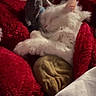 animal, blanket, cat, comfort, cozy, cute, domestic_animal, fur, furry, indoor, pet, plush_toy, red_blanket, relaxing, resting, sleep, sleeping, soft, warm, white_cat