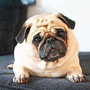 Bean is registered to the contest to win money with this photo: dog, pug, pet, animal, indoor, couch, fur, face, cute, looking_up, resting, mammal, companion, domestic, portrait, snout, ears, paw, wrinkles, friendly