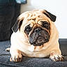 dog, pug, pet, animal, indoor, couch, fur, face, cute, looking_up, resting, mammal, companion, domestic, portrait, snout, ears, paw, wrinkles, friendly