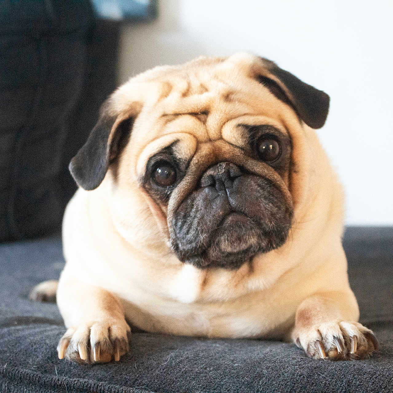 Bean is registered to the contest to win money with this photo: dog, pug, pet, animal, indoor, couch, fur, face, cute, looking_up, resting, mammal, companion, domestic, portrait, snout, ears, paw, wrinkles, friendly