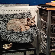 Gnocchi joined the competition — help win amazing prizes! animal, cat, chair, comfort, contemplative, cozy, domestic, fluffy_bed, fur, furniture, gray, household, indoor, metal_shelf, pet, radiator, relaxed, resting, sitting, warm_lighting