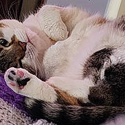 Bella is registered to the contest to win money with this photo: animal, beige, blanket, cat, closeup, cozy, cute, fur, indoor, paw, pet, pink_paw_pads, purple, relaxed, resting, sleepy, soft, tabby, tail, whiskers