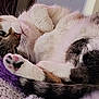 animal, beige, blanket, cat, closeup, cozy, cute, fur, indoor, paw, pet, pink_paw_pads, purple, relaxed, resting, sleepy, soft, tabby, tail, whiskers