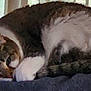 Bella is registered to the contest to win money with this photo: animal, blinds, cat, cozy, curled_up, cute, domestic_cat, feline, fur, indoor, napping, paw, pet, relaxed, resting, sleeping, soft_surface, tabby, whiskers, window