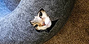 Bella is registered to the contest to win money with this photo: abyssinian, animal, cat, couch, furniture, kitten, manx, pet, siamese