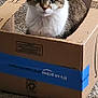 Bella is registered to the contest to win money with this photo: amazon_prime, animal, box, cardboard_box, carpet, cat, cozy, curious, domestic_animal, ears, feline, fur, home, indoor, looking_at_camera, pet, sitting, tabby_cat, tape, whiskers
