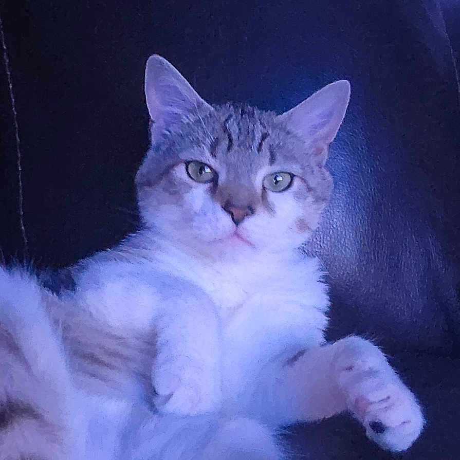 Bella joined the competition — help win amazing prizes! abyssinian, angora, animal, armchair, blanket, cat, chair, couch, cushion, egyptiancat, furniture, homedecor, indoors, kitten, manx, person, pet, purple, siamese, sleeping