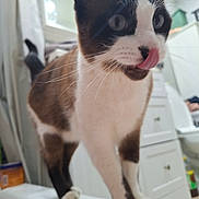 Sam Sam is registered to the contest to win money with this photo: animal, bathroom, blurred_background, brown_coat, cabinet, cat, close_up, curious, domestic, feline, four_legs, household, indoor, licking, pet, standing, toilet, tongue_out, whiskers, white_surface