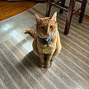 Thor joined the competition — help win amazing prizes! animal, cat, chair, collar, cute, domestic_animal, feline, floor, fur, home, indoor, medallion, orange_tabby, pet, rug, shadow, sitting, sunlight, whiskers, wooden_floor