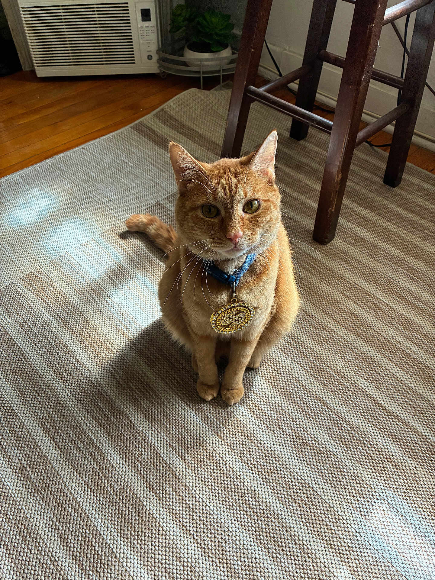 Thor joined the competition — help win amazing prizes! animal, cat, chair, collar, cute, domestic_animal, feline, floor, fur, home, indoor, medallion, orange_tabby, pet, rug, shadow, sitting, sunlight, whiskers, wooden_floor