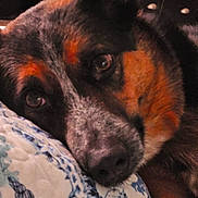 J. R. joined the competition — help win amazing prizes! dog, close_up, resting, face, eyes, fur, cushion, pattern, indoor, pet, animal, cozy, brown, black, white, lying_down, portrait, snout, ears, soft_focus