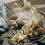 cat, tabby, sleeping, resting, blanket, cozy, pets, feline, fur, indoor, cute, relaxing, animal, two_cats, striped, whiskers, ears, paws, soft, comfort