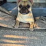 dog, french_bulldog, pet, indoor, blanket, cozy, ears, light, shadow, floor, wood_flooring, looking, cute, animal, mammal, fur, portrait, companion, domestic_animal, resting