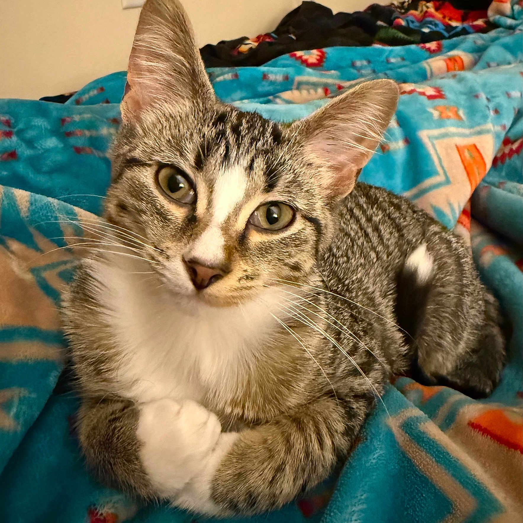 Safire is registered to the contest to win money with this photo: animal, blanket, cat, closeup, cozy, cute, domestic, ears, feline, fur, household, indoor, mammal, paws, pet, portrait, relaxed, sleeping_area, tabby, whiskers