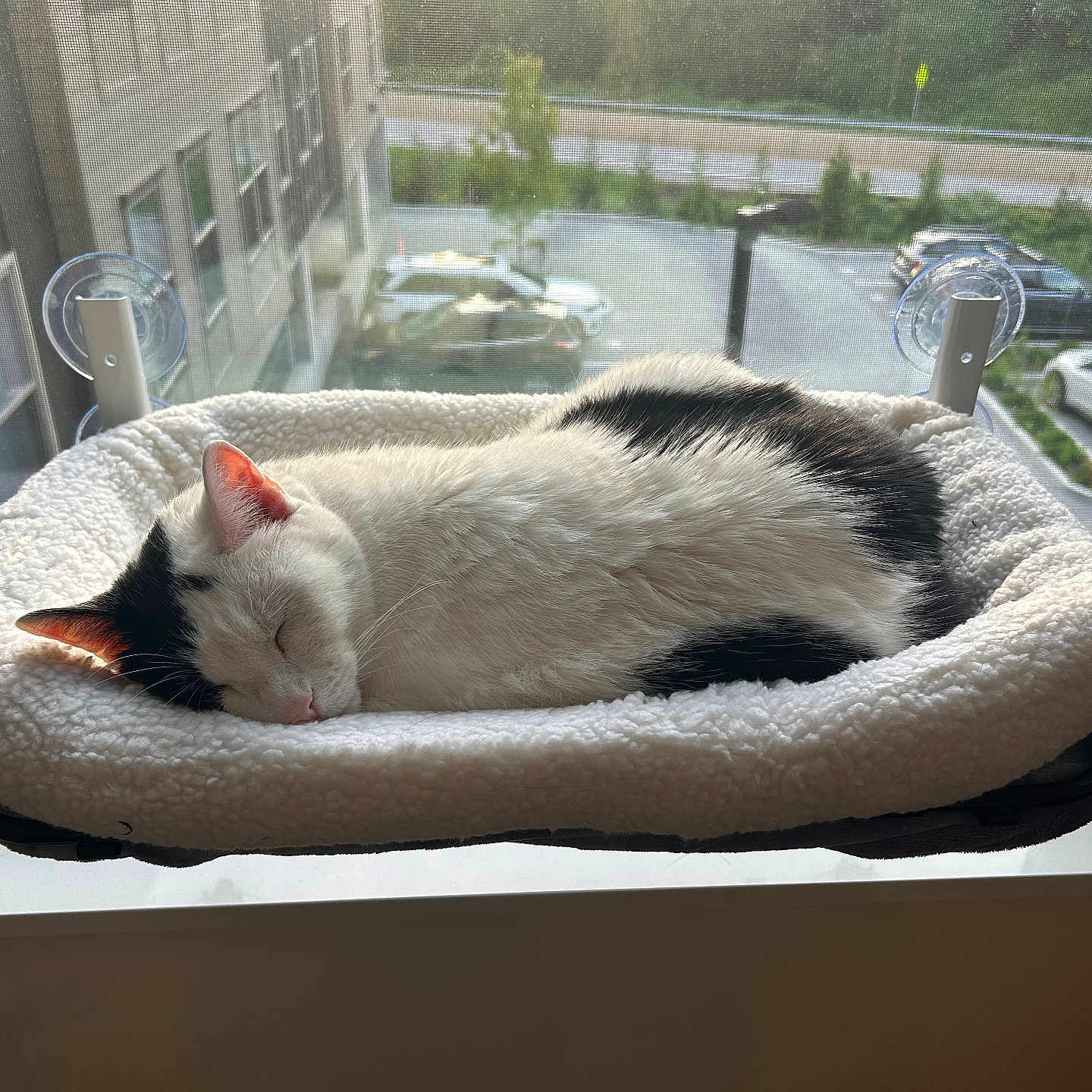 Muffin is registered to the contest to win money with this photo: abyssinian, animal, architecture, balcony, building, canine, car, cat, couch, furniture, kitten, manx, person, pet, siamese, sleeping, transportation, vehicle, window, windowsill
