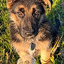 Aspen participe au concours pour gagner de l'argent avec cette photo : dog, puppy, german_shepherd, grass, outdoor, sunlight, dandelion, nature, animal, pet, young, fur, ears, collar, focus, curious, playful, greenery, field, cute