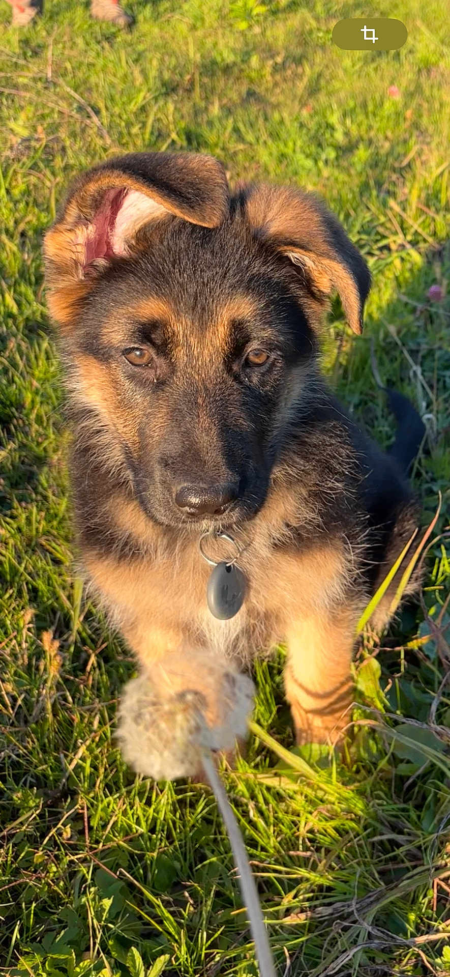 Aspen participe au concours pour gagner de l'argent avec cette photo : dog, puppy, german_shepherd, grass, outdoor, sunlight, dandelion, nature, animal, pet, young, fur, ears, collar, focus, curious, playful, greenery, field, cute