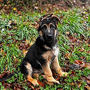 Aspen a rejoint le concours — aidez-le/la à gagner de superbes lots ! animal, autumn, background_blur, black_and_tan, canine, curious, cute, dog, fur, german_shepherd, grass, leaves, nature, outdoor, pet, portrait, puppy, sitting, snowflakes, young_dog