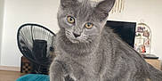 Vegas participe au concours pour gagner de l'argent avec cette photo : kitten, cat, gray_cat, pet, furniture, couch, blanket, indoor, living_room, curious, young_cat, feline, wall_decor, dreamcatcher, chair, home, yellow_eyes, cozy, domestic_animal, cute