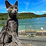 cat, gray_cat, animal, pet, glass, wine_glass, white_wine, wooden_railing, lake, water, sky, clouds, green_hills, outdoor, sunny, daytime, leash, nature, fence, calm