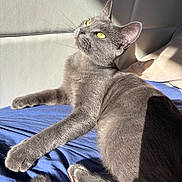 Vegas a rejoint le concours — aidez-le/la à gagner de superbes lots ! cat, gray_cat, feline, pet, animal, yellow_eyes, sunlight, blue_blanket, relaxed, indoor, whiskers, ears, paw, tail, fur, bed, shadow, cozy, resting, curious