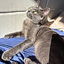 cat, gray_cat, feline, pet, animal, yellow_eyes, sunlight, blue_blanket, relaxed, indoor, whiskers, ears, paw, tail, fur, bed, shadow, cozy, resting, curious