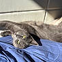 cat, gray_cat, pet, animal, feline, yellow_eyes, sunlight, resting, blue_fabric, cushion, indoor, relaxing, whiskers, fur, stretching, cozy, bed, shadow, soft_light, closeup