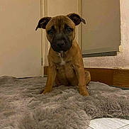 Abby a rejoint le concours — aidez-le/la à gagner de superbes lots ! animal, black_muzzle, brown, canine, curious, cute, dog, door, floor, furry, home, house, indoor, pet, portrait, puppy, rug, sitting, wall, young_dog