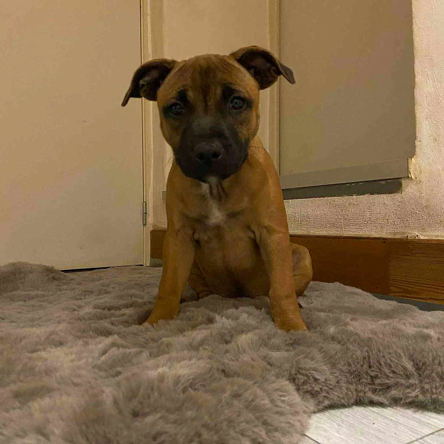 Abby a rejoint le concours — aidez-le/la à gagner de superbes lots ! animal, black_muzzle, brown, canine, curious, cute, dog, door, floor, furry, home, house, indoor, pet, portrait, puppy, rug, sitting, wall, young_dog