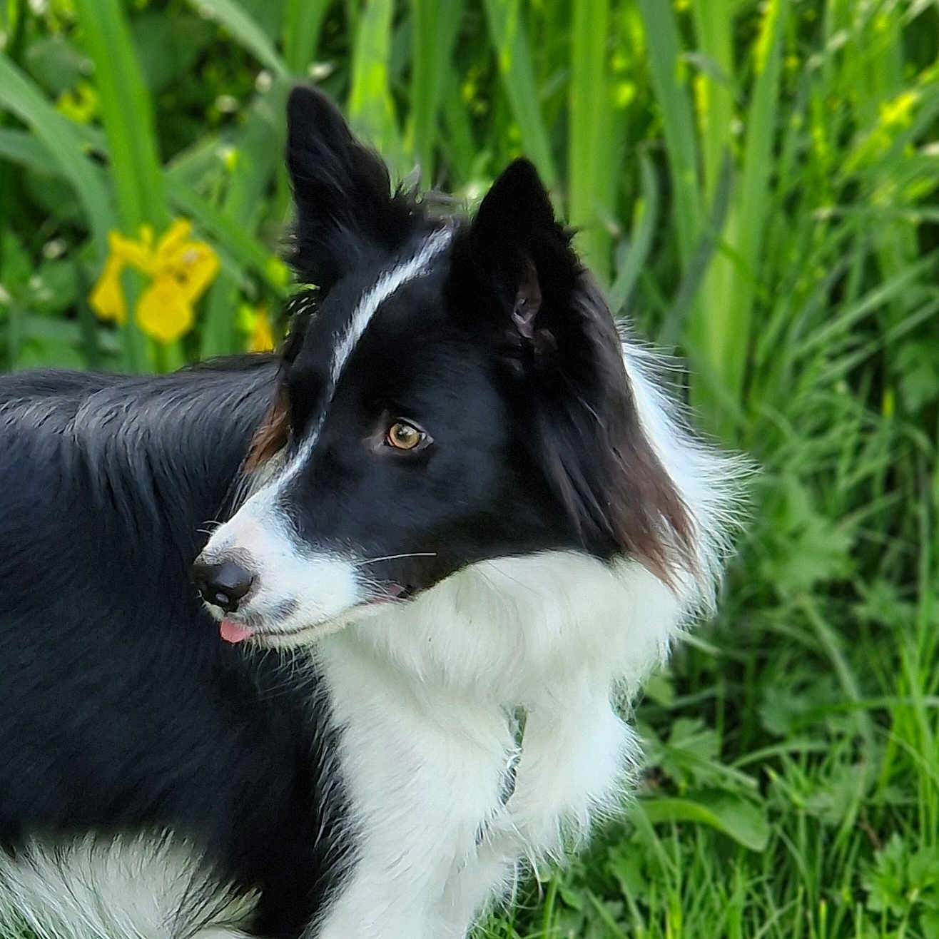 Yuta a rejoint le concours — aidez-le/la à gagner de superbes lots ! alert, animal, black_and_white, border_collie, canine, dog, ears, flowers, fur, garden, grass, greenery, nature, outdoor, pet, playful, portrait, side_view, spring, tongue