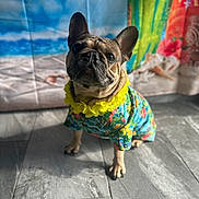 Gucci joined the competition — help win amazing prizes! dog, french_bulldog, pet, costume, hawaiian_shirt, flower_lei, indoor, tiled_floor, portrait, cute, animal, pet_clothing, colorful, background, beach_theme, decor, small_dog, looking_up, adorable, posing