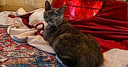 Anchovy joined the competition — help win amazing prizes! cat, christmas_tree, collar, cozy, curious, decorations, festive, fur, green, holiday, indoor, lights, ornament, patterned_rug, pet, red, rug, tail, tree_skirt, whiskers