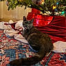 cat, christmas_tree, collar, cozy, curious, decorations, festive, fur, green, holiday, indoor, lights, ornament, patterned_rug, pet, red, rug, tail, tree_skirt, whiskers