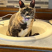 Anchovy is registered to the contest to win money with this photo: bathroom, cat, closeup, collar, countertop, curious, cute, domestic, feline, fur, household, indoor, pet, sink, sitting, star_charm, tile_wall, whiskers, wide_eyes, wood_cabinet