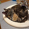 Anchovy is registered to the contest to win money with this photo: bathroom, cat, clean, collar, countertop, curious, curled_up, domestic_animal, ears, feline, fur, indoor, looking_up, mouthwash, pet, resting, sink, soap_dispenser, tail, whiskers