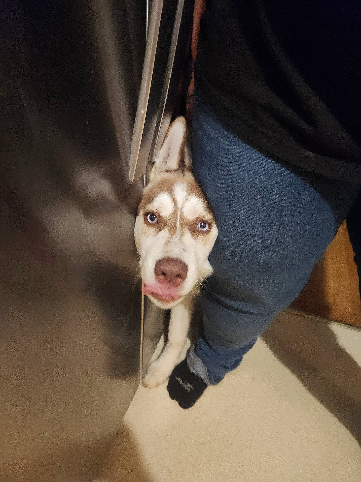 Trinity joined the competition — help win amazing prizes! carnivore, companion_dog, dog, dog_breed, ear, eye, eyebrow, eyewear, fawn, fur, gesture, head, jaw, mask, nose, personal_protective_equipment, snout, sporting_group, whiskers, working_animal