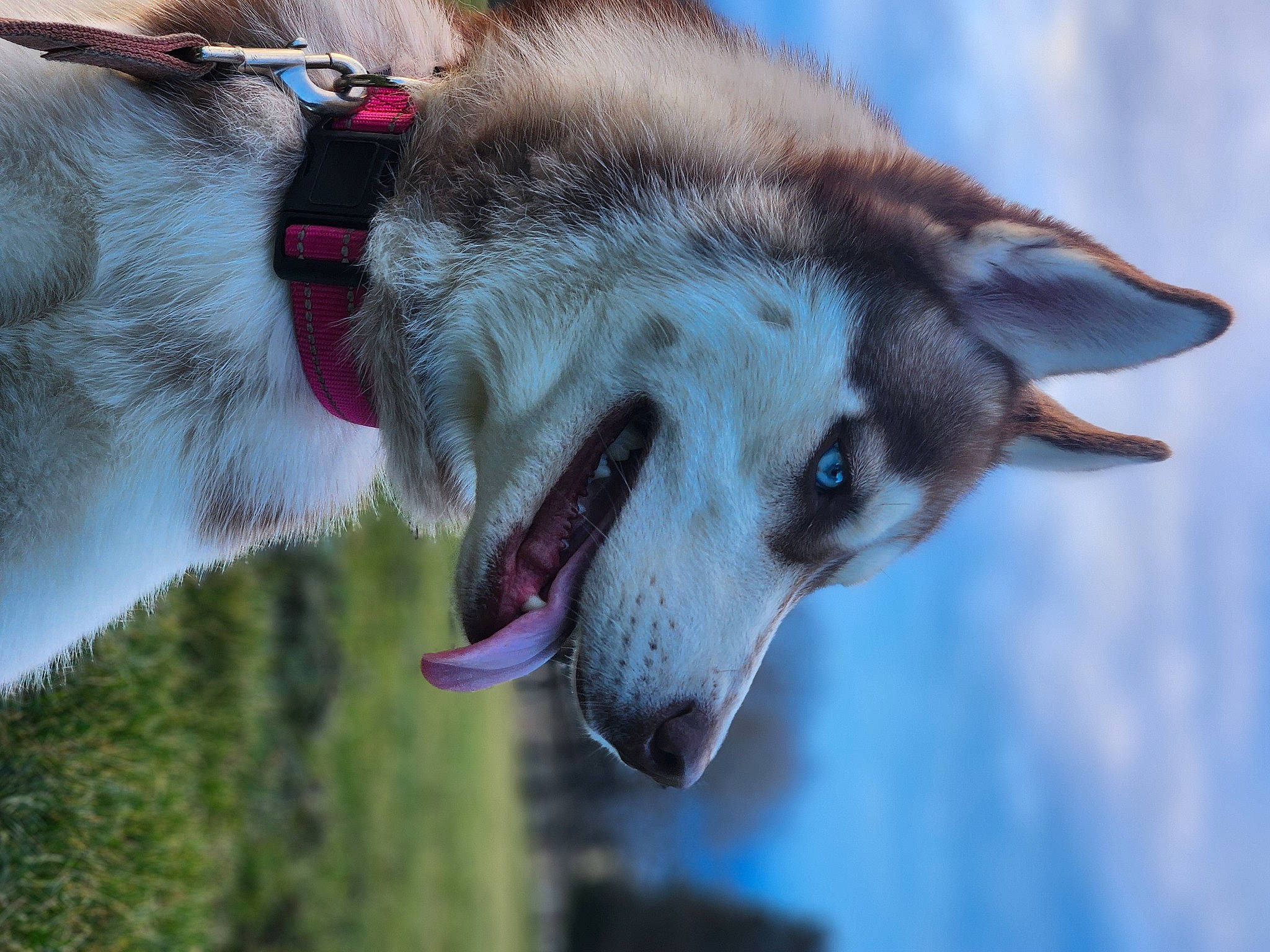 Trinity joined the competition — help win amazing prizes! canidae, canis, carnivore, collar, companion_dog, dog, dog_breed, dog_collar, east_european_shepherd, fang, fawn, fur, jaw, snout, sporting_group, terrestrial_animal, whiskers, wildlife, working_animal, working_dog