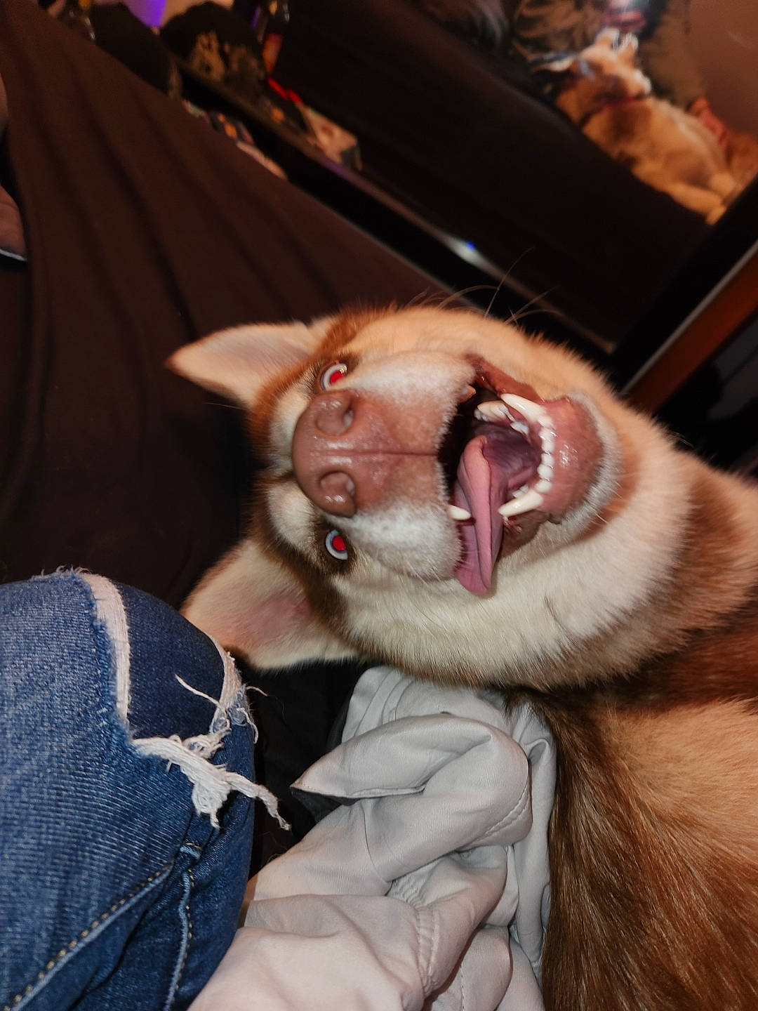 Trinity is registered to the contest to win money with this photo: beard, canidae, carnivore, collar, comfort, companion_dog, dog, dog_breed, ear, fang, fawn, felidae, fur, guard_dog, leash, paw, small_to_medium_sized_cats, snout, sporting_group, whiskers