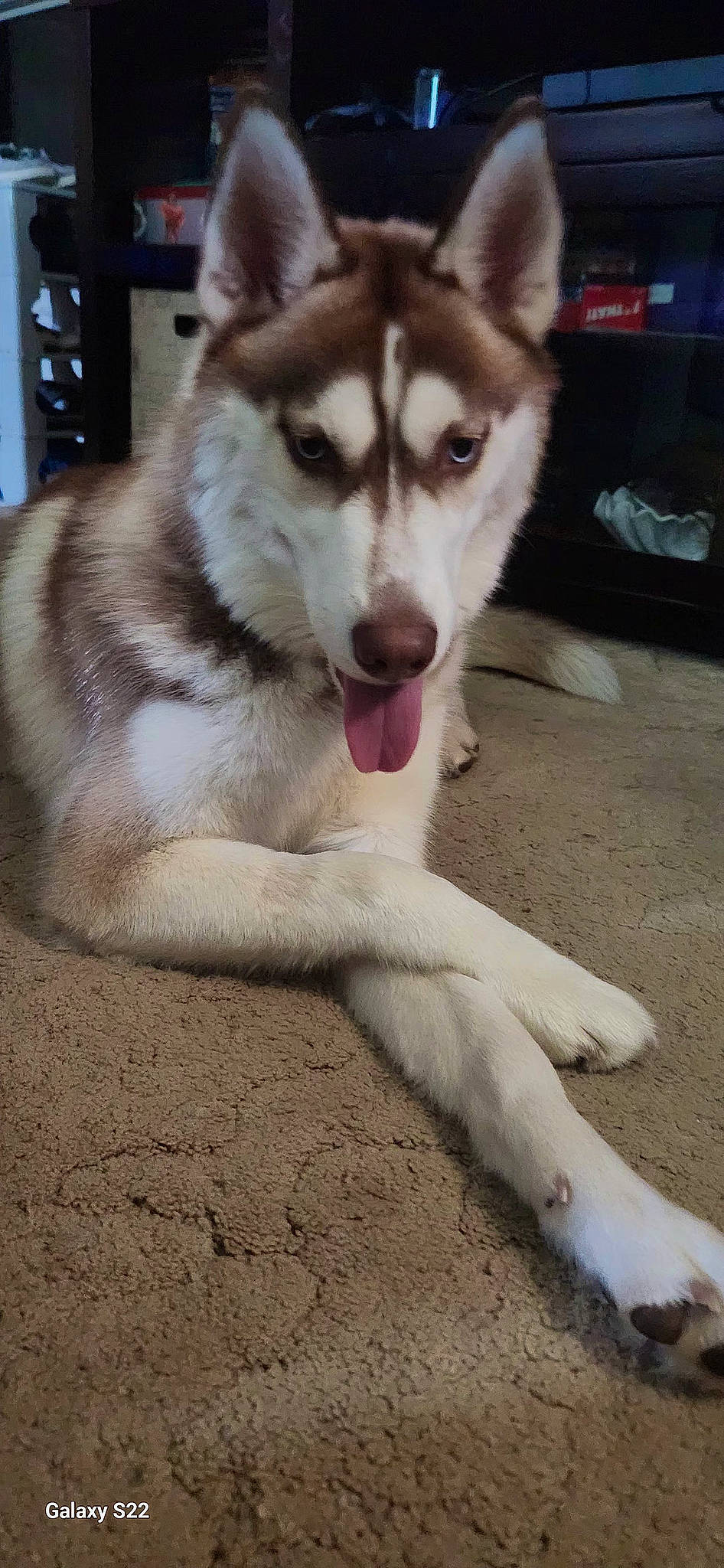 Trinity joined the competition — help win amazing prizes! ancient_dog_breeds, cabinetry, canidae, canis, carnivore, companion_dog, dog, dog_breed, fang, fur, non_sporting_group, paw, siberian_husky, sled_dog, soil, sporting_group, terrestrial_animal, wolf, working_animal, working_dog